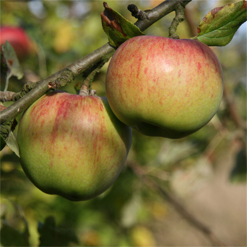 Sandringham Apple Juice- Howgate Wonder Apple Juice 75cl